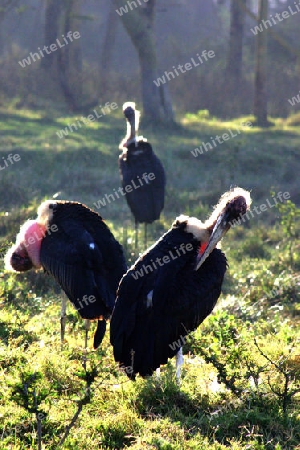 Marabou stork, Leptoptilos Crumeniferus