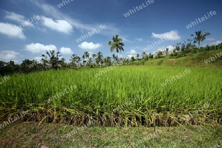 Asien, Suedost, Indonesien, Bali, Insel, Jatiluih, Zentral Bali, Landschaft, Natur, Reisfeld, Landwirtschaft, Reis, Plantage,    (Urs Flueeler) 