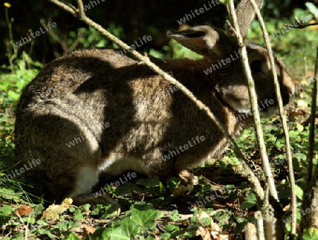 Hase sucht Deckung im Unterholz