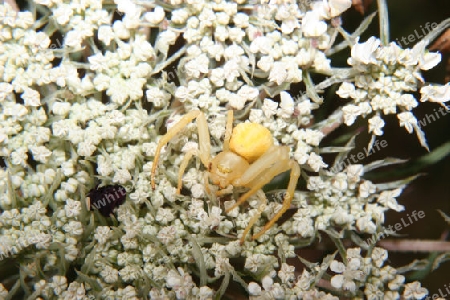 Ver?nderliche Krabbenspinne (Misumena vatia)