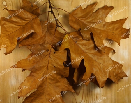 Autumn leaves lying in the grass - Herbstlaub im Gras liegend