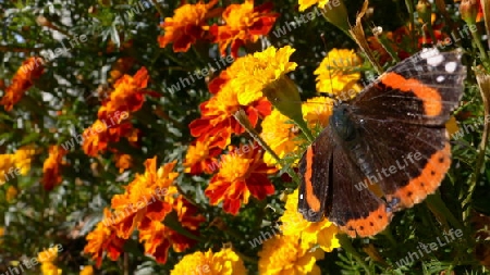 Schmetterling