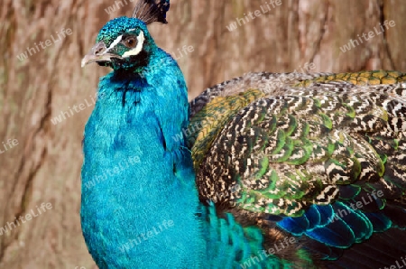 Blauer Pfau