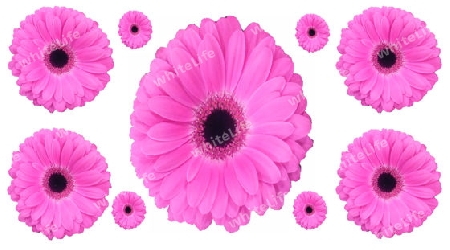 Gerbera