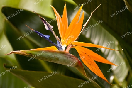 strelitzia reginae