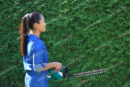 to cut a hedge in the garden