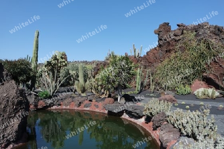 Kaktusgarten auf Lanzarote