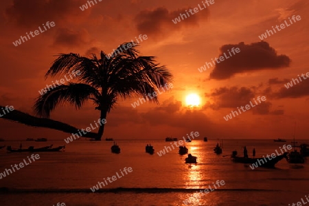 Der Strand  von Hat Sai Ri auf der Insel Ko Tao im Golf von Thailand im Suedwesten von Thailand in Suedostasien. 