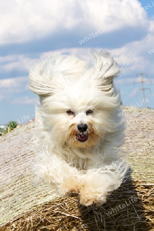 Hund springt in Richtung der Kamera