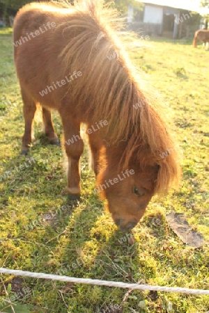 Pony im Abendrot