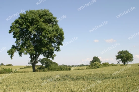 Eiche im Feld