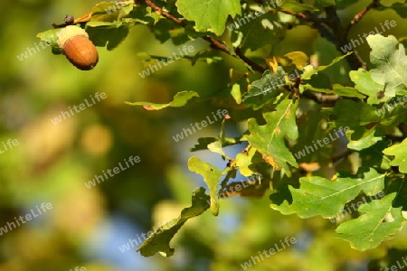 Eichel im Herbst