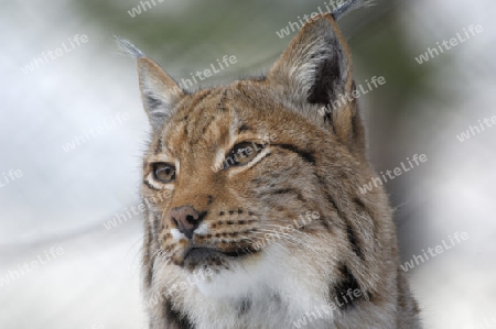 Luchs