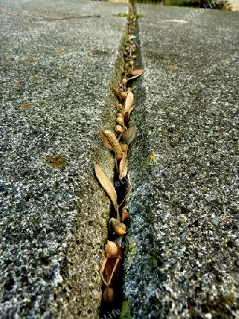 Natur wird Beton sprengen