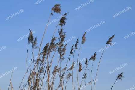 Schilf im Wind