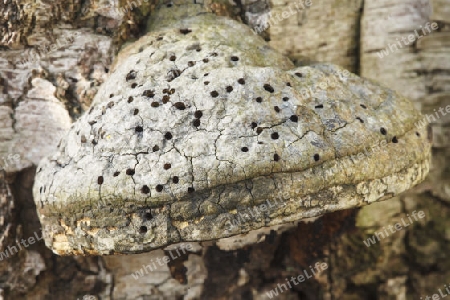 Echter Zunderschwamm,Fomes fomentarius(Porlinge)