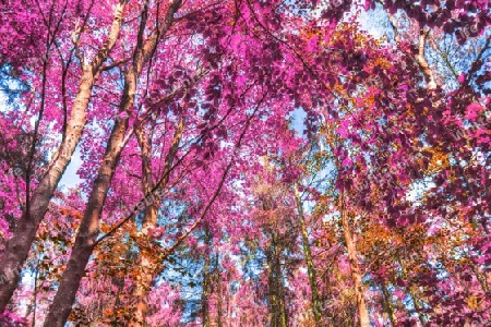 Beautiful pink and purple infrared panorama of a countryside landscape with a blue sky.