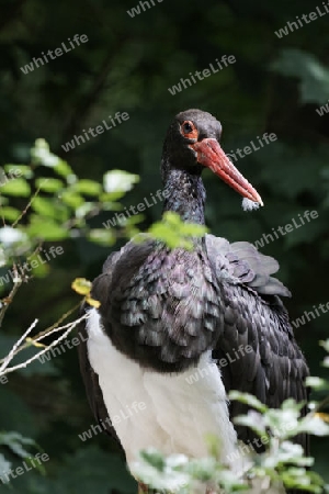 Ciconia nigra, Schwarzstorch