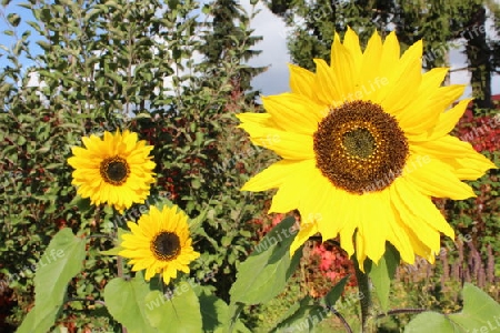 Sonnenblumen