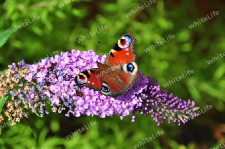 Schmetterling auf Strauch