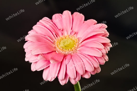 Gerbera in Rosa