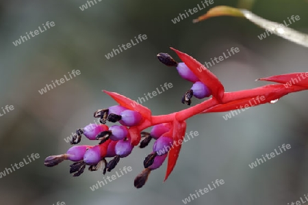 Bl?te von Weilbachs Lanzenrosette ( Aechmea weilbachii) Vorkommen Brasilien