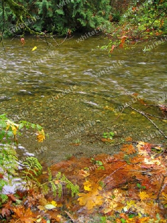 Salmon in Goldstream River