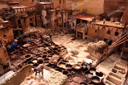 The Leather production in the old City in the historical Town of Fes in Morocco in north Africa.