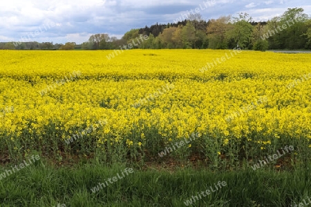 Yellow field of flowering rape and tree against a blue sky with clouds, natural landscape background with copy space, Germany Europe.