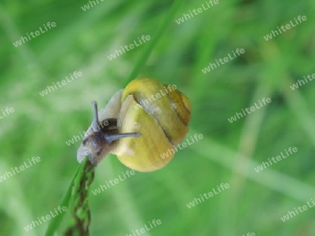 Schnecke