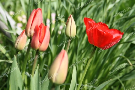 Tulpen im Fr?hling