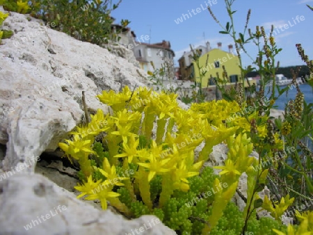 Blumen im Felsen