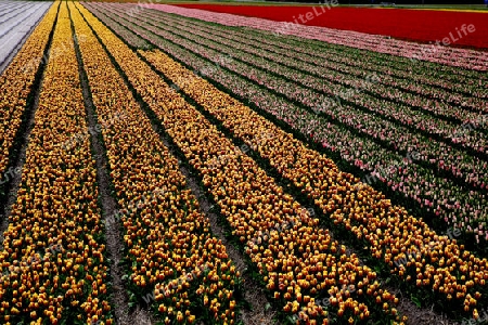 Tulpenmeer