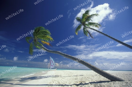 
Der Traumstrand mit Palmen und weissem Sand an der Insel Velavaru im Southmale Atoll auf den Inseln der Malediven im Indischen Ozean.   