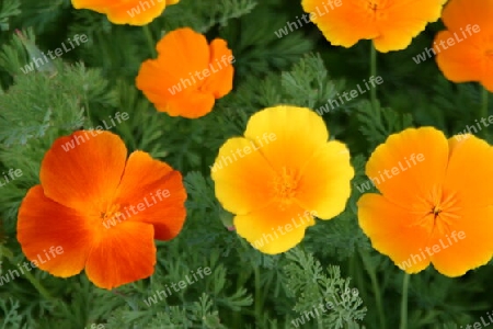 Oranger Mohn