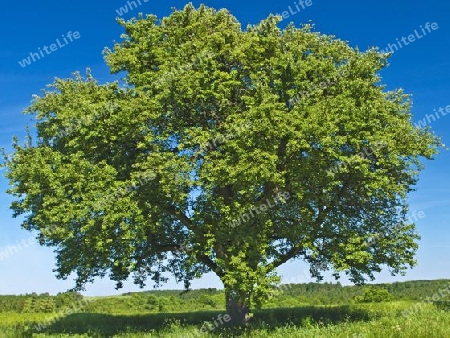 Obstbaum