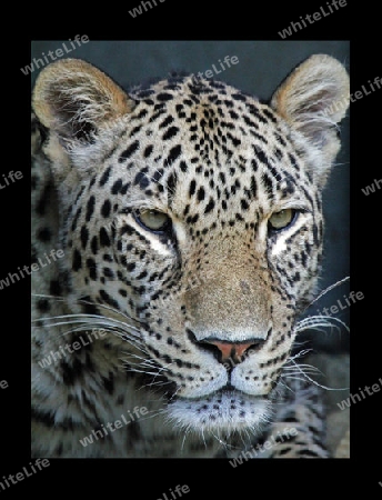 Leopard