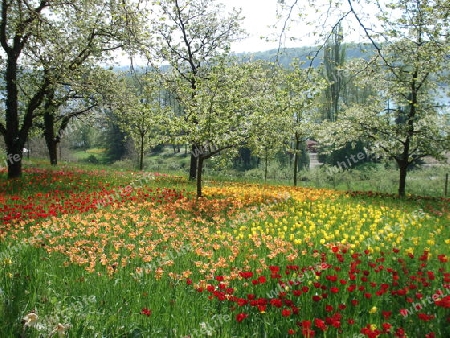 Blumen,Wiese,Insel