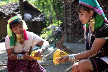 Eine Traditionell gekleidete Langhals Frau eines Paudang Stammes aus Burma lebt in einem Dorf noerdlich von Chiang Mai in Nord Thailand.