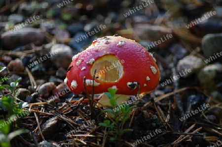 Pilz im Wald