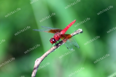 Red-veined Dropwing, Trithemis arteriosa