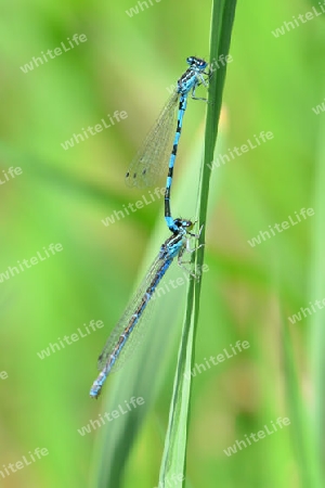 Helm Azurjungfer (Coenagrion mercuriale)