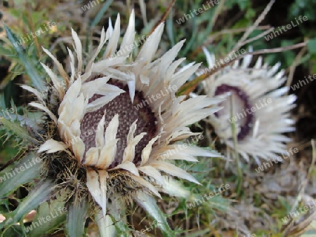 Silberdistel