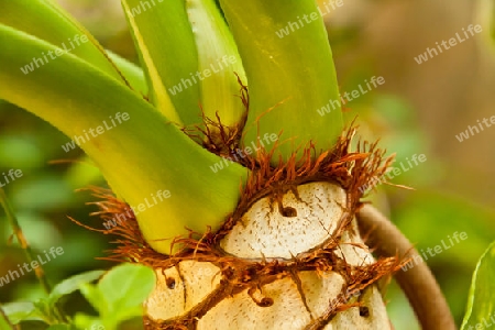 Palme auf den Kanarischen Inseln