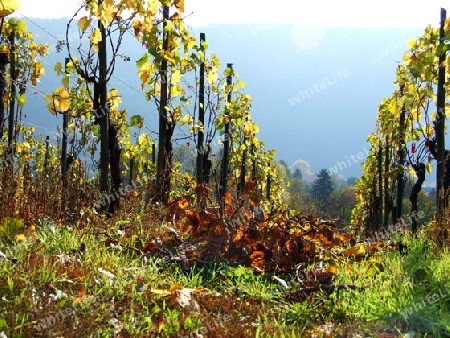 Oktober im Wei?weinwingert