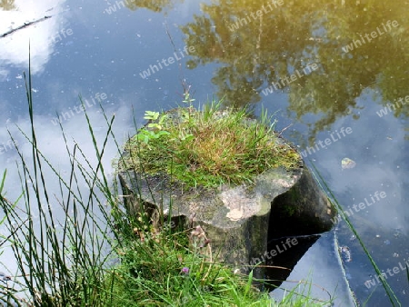 Baumstumpf im Wasser