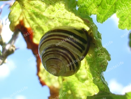 Schnecke, snail