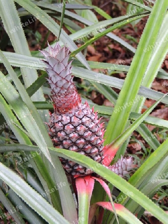 Ananas  Seychellen