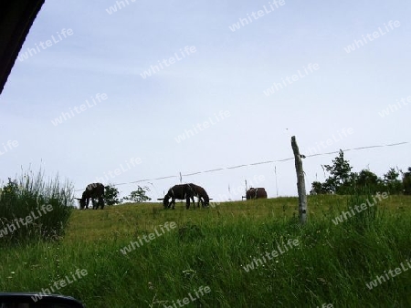 Esel - Familie in den Alpen von Frankreich