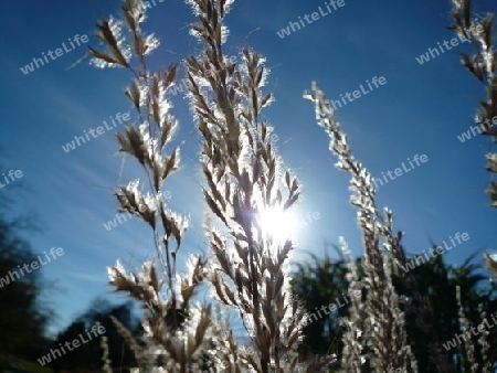 Gr?ser, Herbstsonne